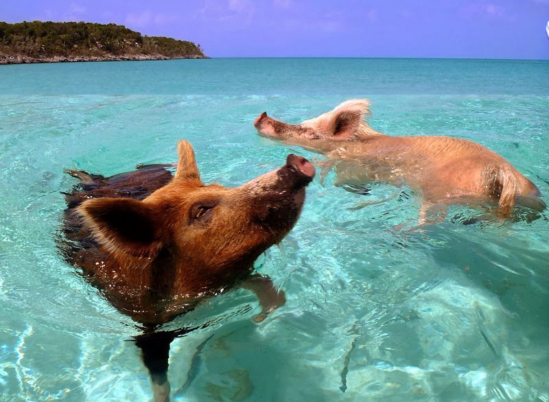 Illustration for article titled I belong with these pigs.